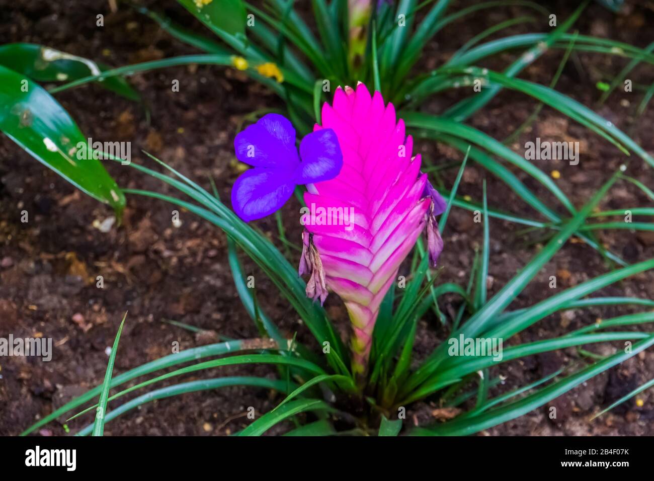 closeup of a pink vriesea electric, colorful tropical plant specie from America Stock Photo
