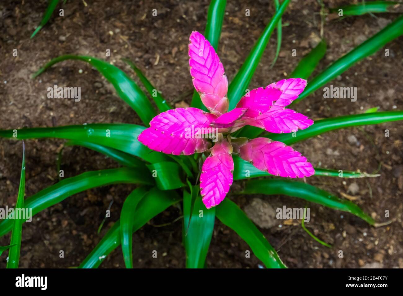purple Vriesea plant in closeup, colorful tropical plant specie from America Stock Photo