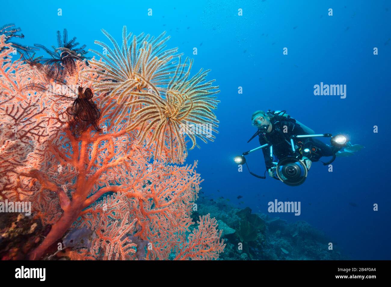 Scuba Diver in Coral Reef, Tufi, Solomon Sea, Papua New Guinea Stock Photo