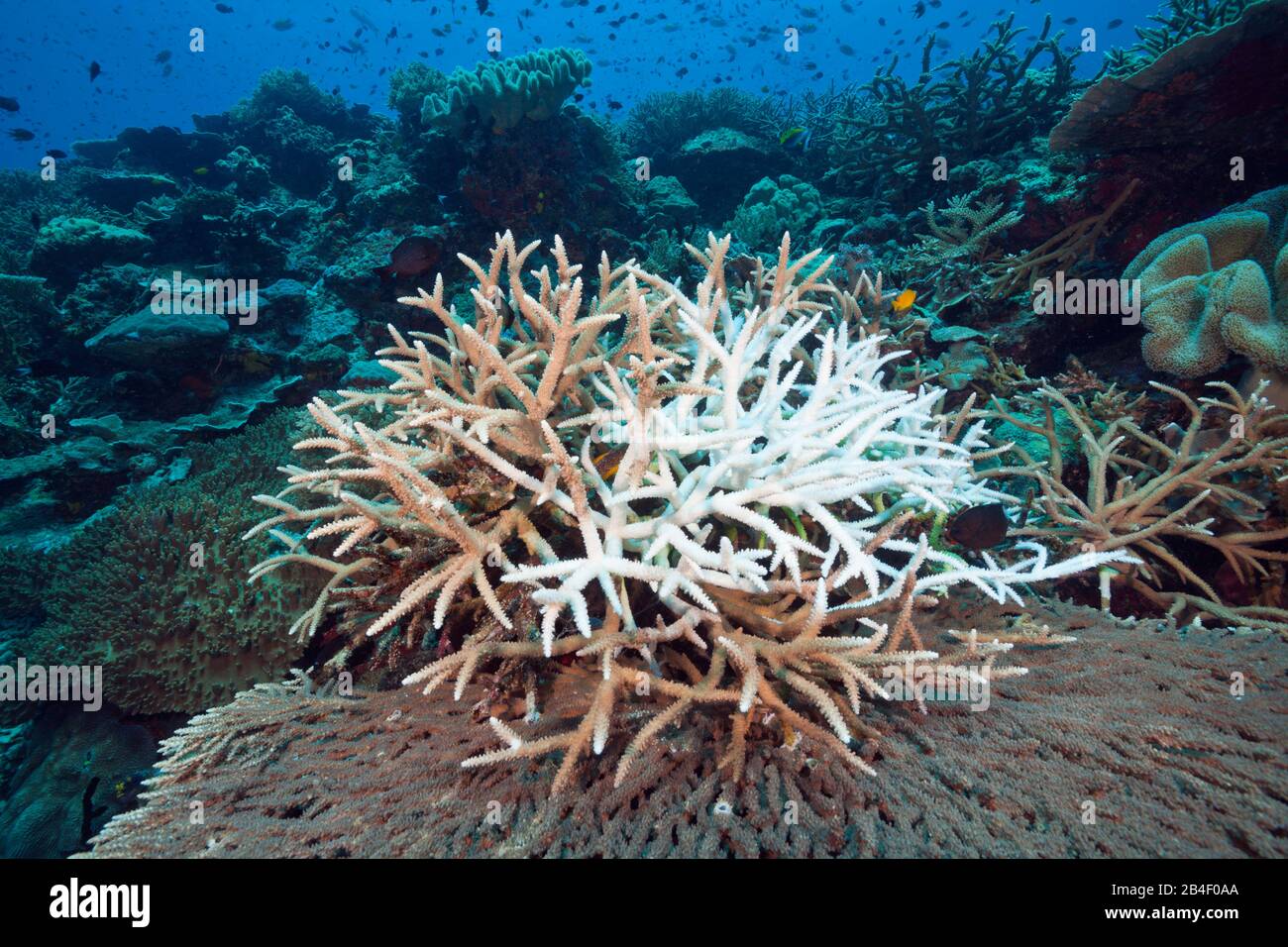 Coral Bleaching, Tufi, Solomon Sea, Papua New Guinea Stock Photo