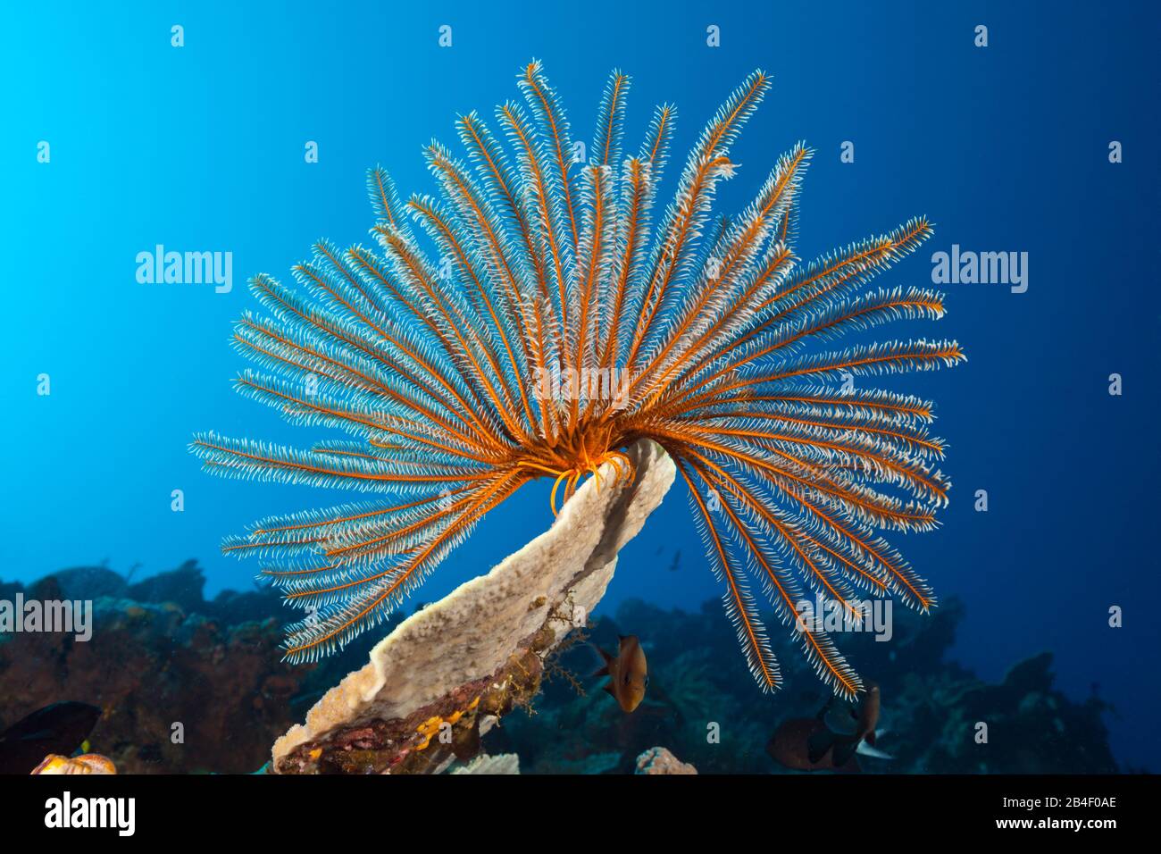 Bushy Feather Star in Coral Reef, Comaster schlegeli, Tufi, Solomon Sea, Papua New Guinea Stock Photo