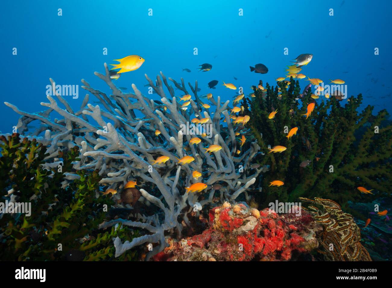 Anthias over Coral Reef, Tufi, Solomon Sea, Papua New Guinea Stock Photo