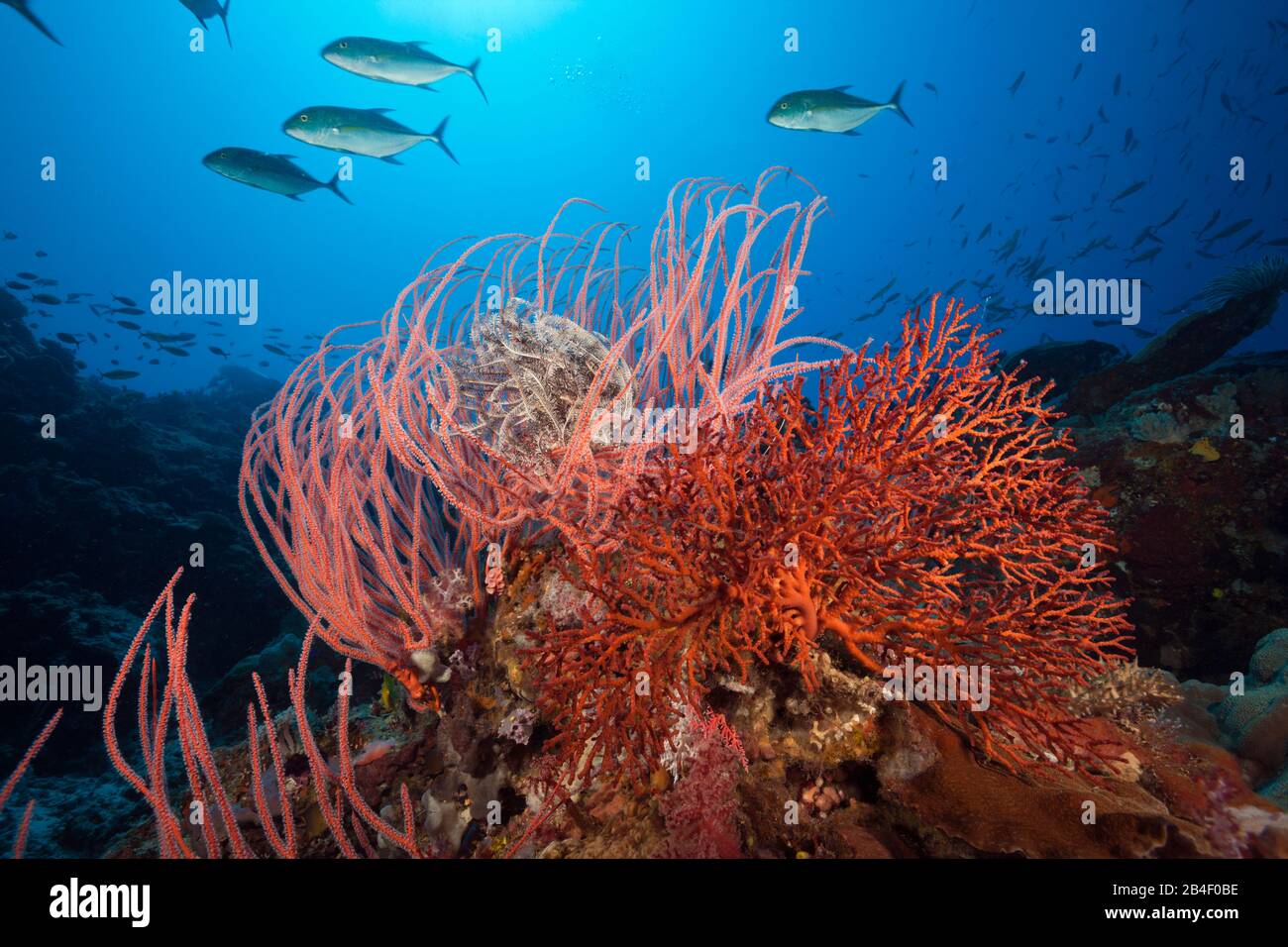Whip Coral in Coral Reef, Ellisella ceratophyta, Tufi, Solomon Sea, Papua New Guinea Stock Photo