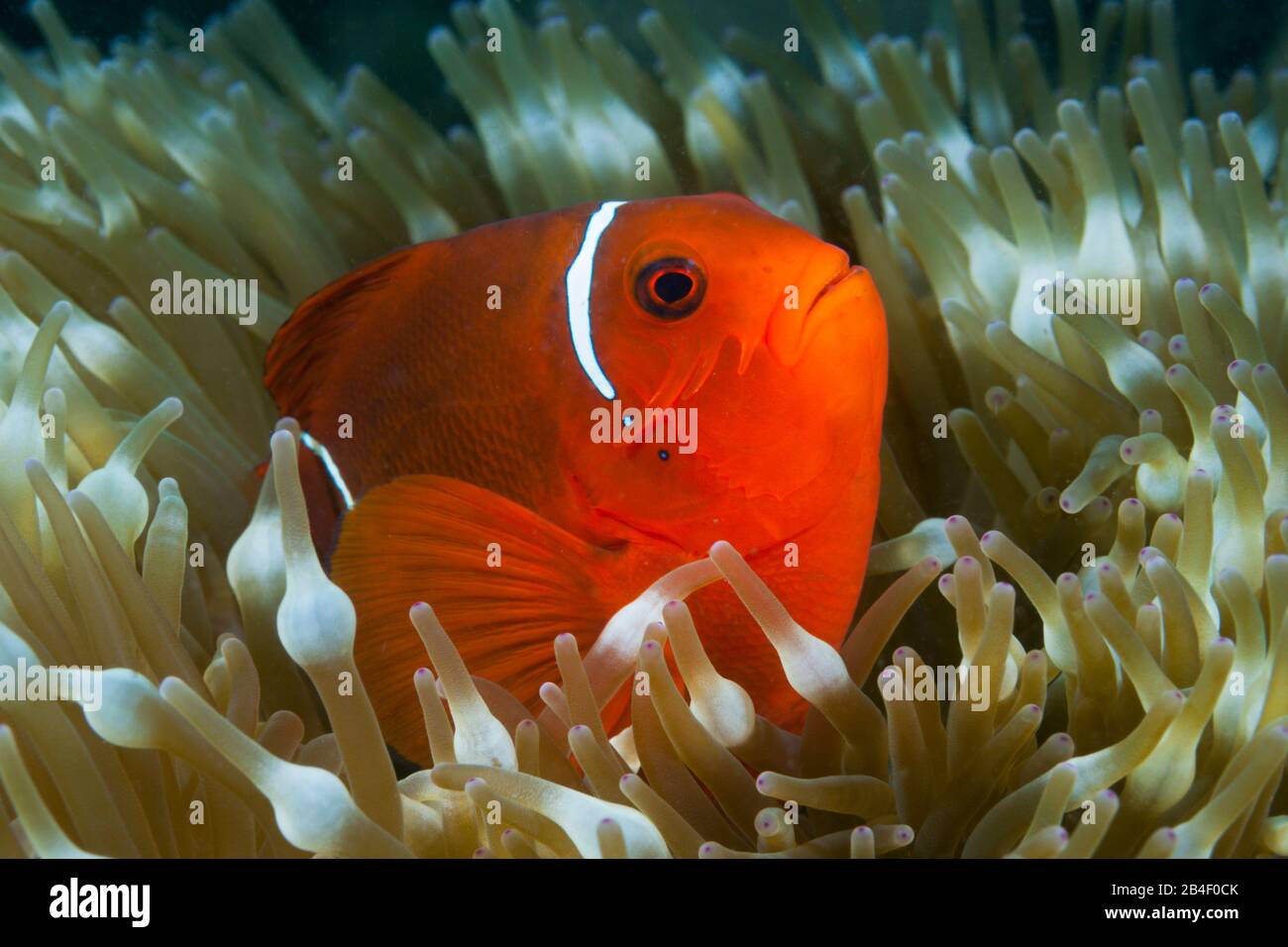 Spinecheek Clownfish, Premnas aculeatus, Tufi, Solomon Sea, Papua New Guinea Stock Photo