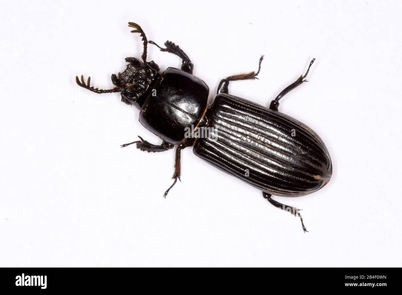 Beetle, Coleopteron, Coleoptera, São Paulo, Brazil Stock Photo