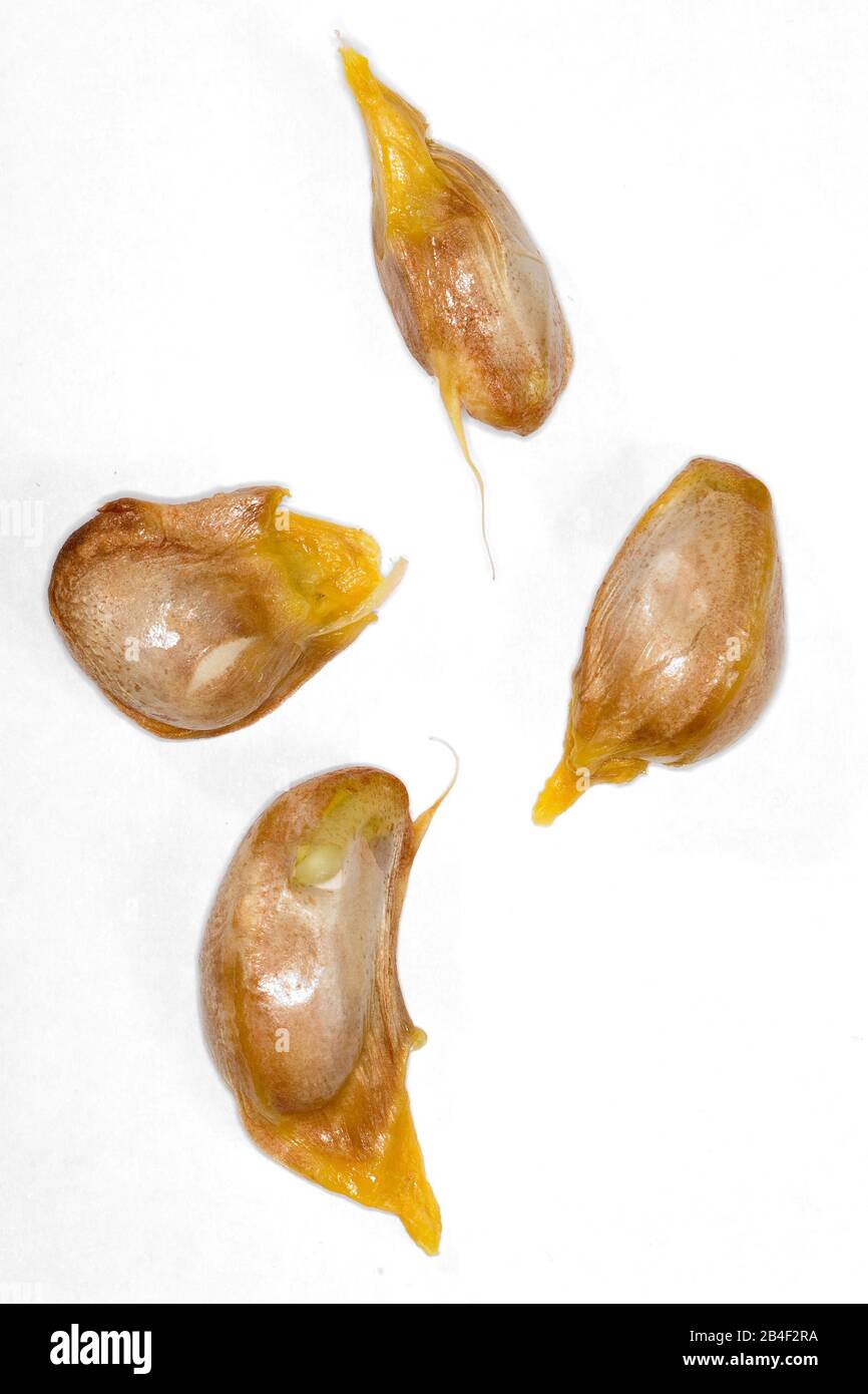 Seeds, Jack Fruit, Artocarpus heterophyllus, São Paulo, Brazil Stock