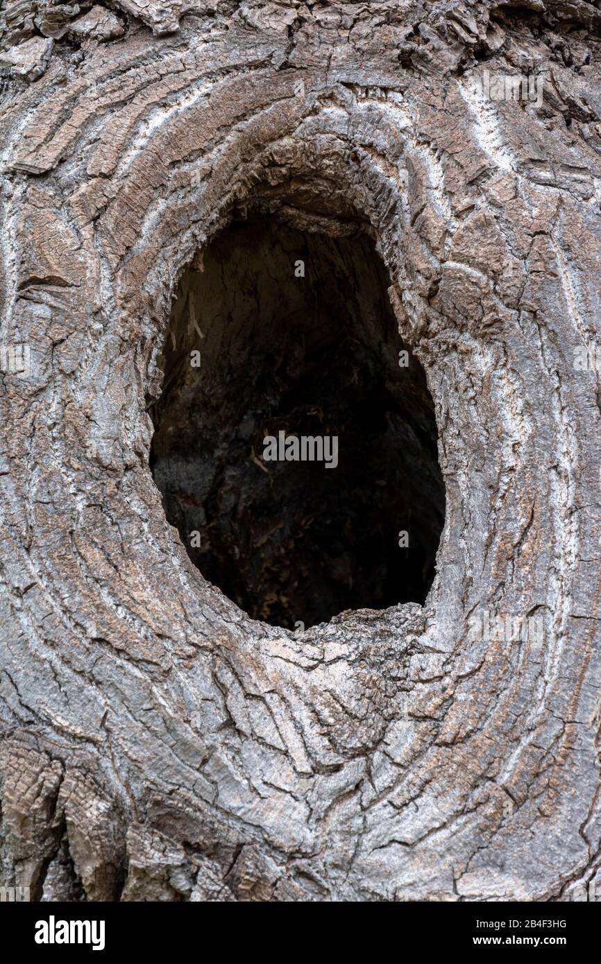 Large knothole in a tree trunk Stock Photo Alamy