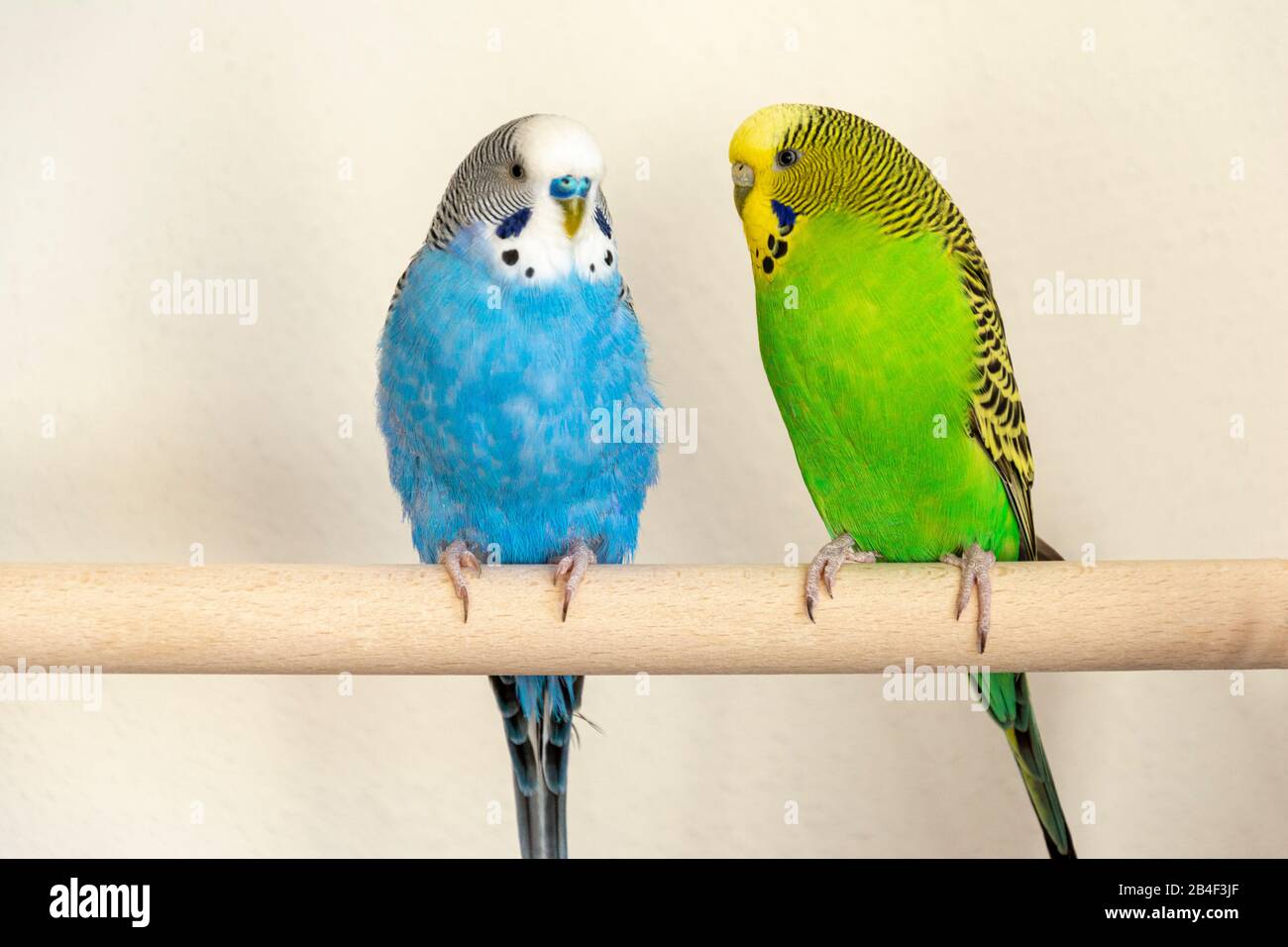 real budgies for sale