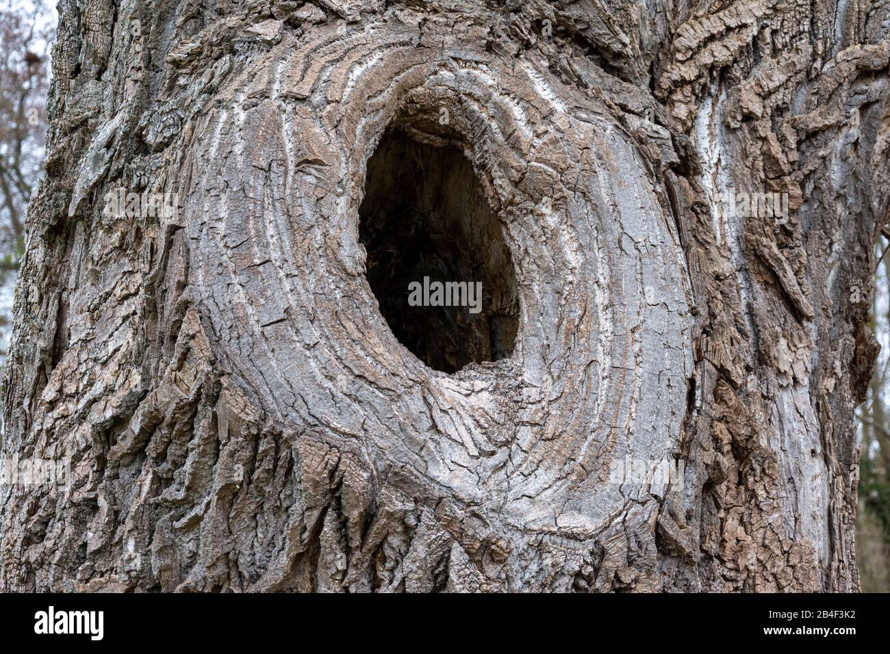 Large knothole in a tree trunk Stock Photo Alamy