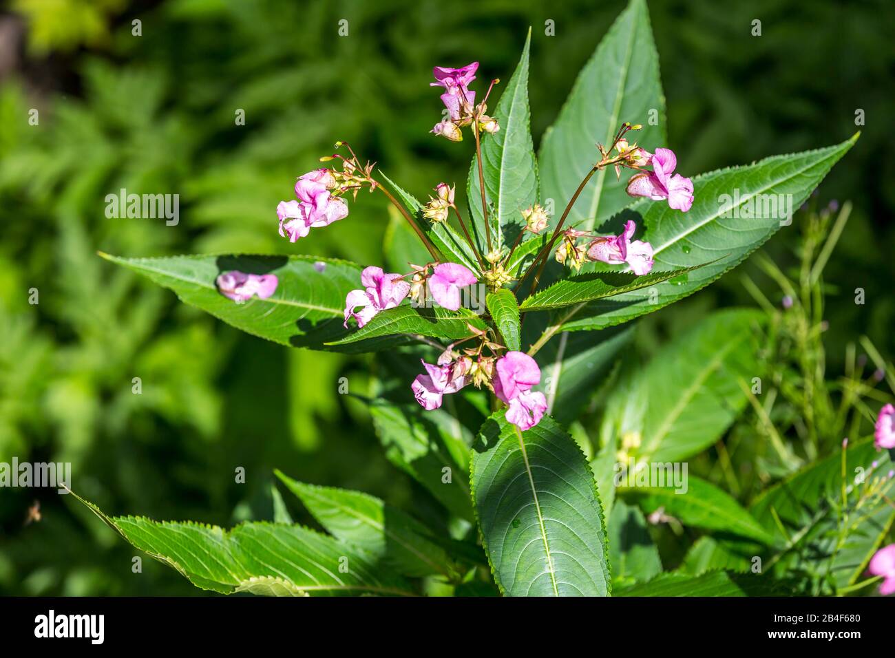 Indisches Springkraut, (Impatiens Glandulifera), Triberger Wasserfälle, 163 m, 7 Stufen, Triberg, Schwarzwald, Baden-Württemberg, Deutschland Stock Photo