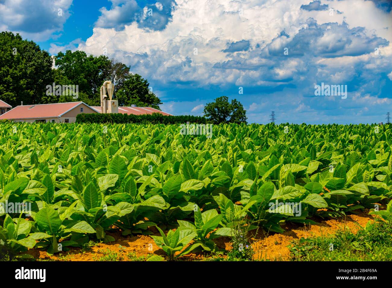 can you grow tobacco in pa Harvest Lancaster County- Garden Spot Village Pennsylvania Broadleaf Tobacco - Victory