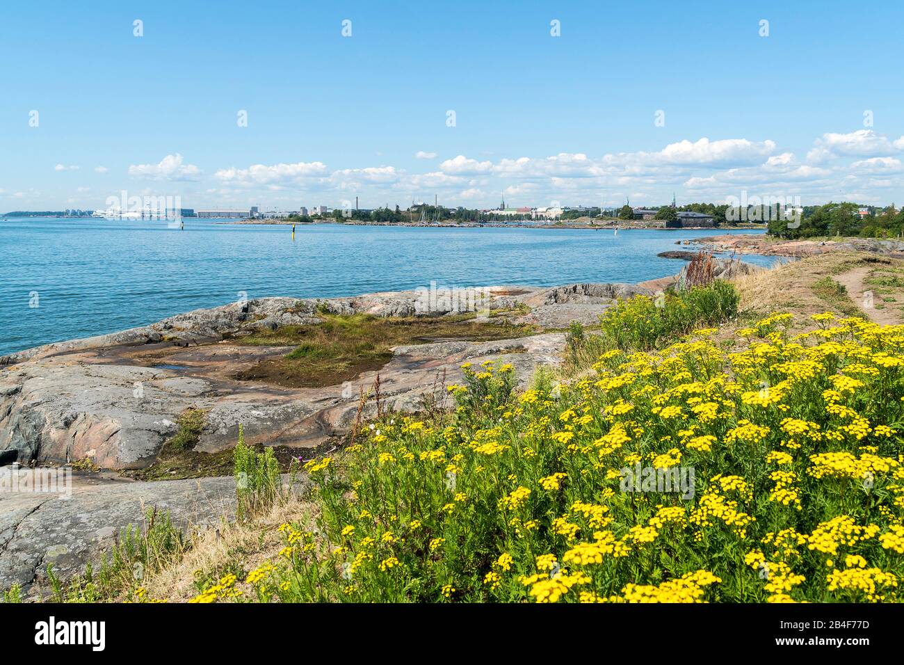 Helsinki, island Suomenlinna, archipelago, tansy, Tanacetum vulgare, Chrysanthemum vulgare Stock Photo