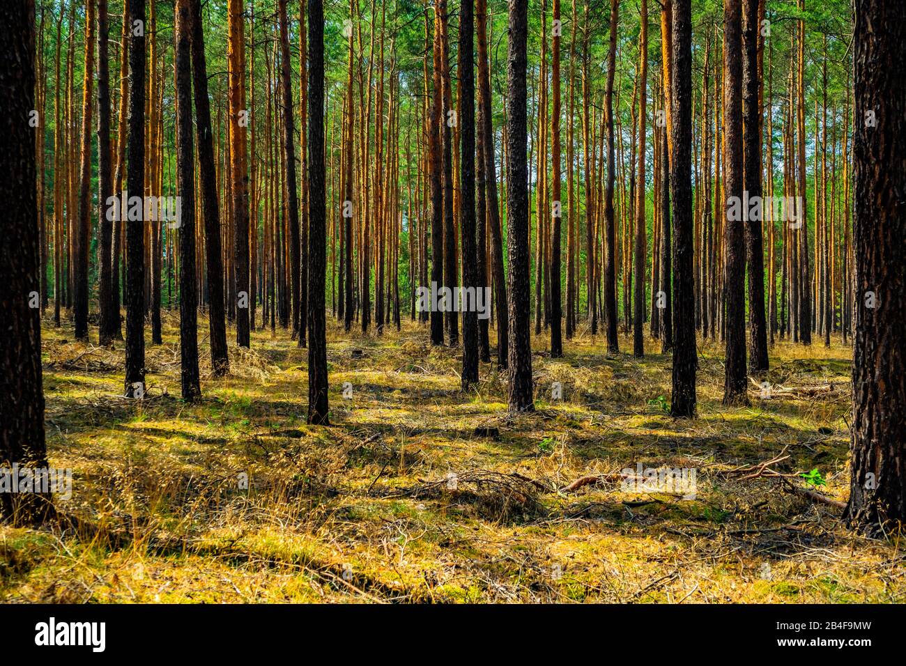forest in the summer germany Stock Photo