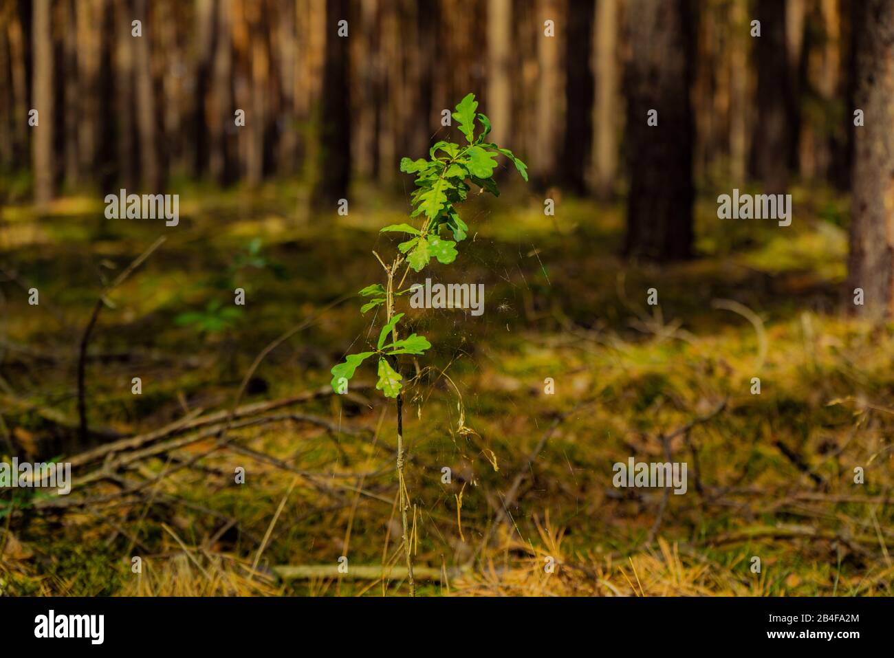 A young tree in the forest, Oak tree in a pine forest Stock Photo