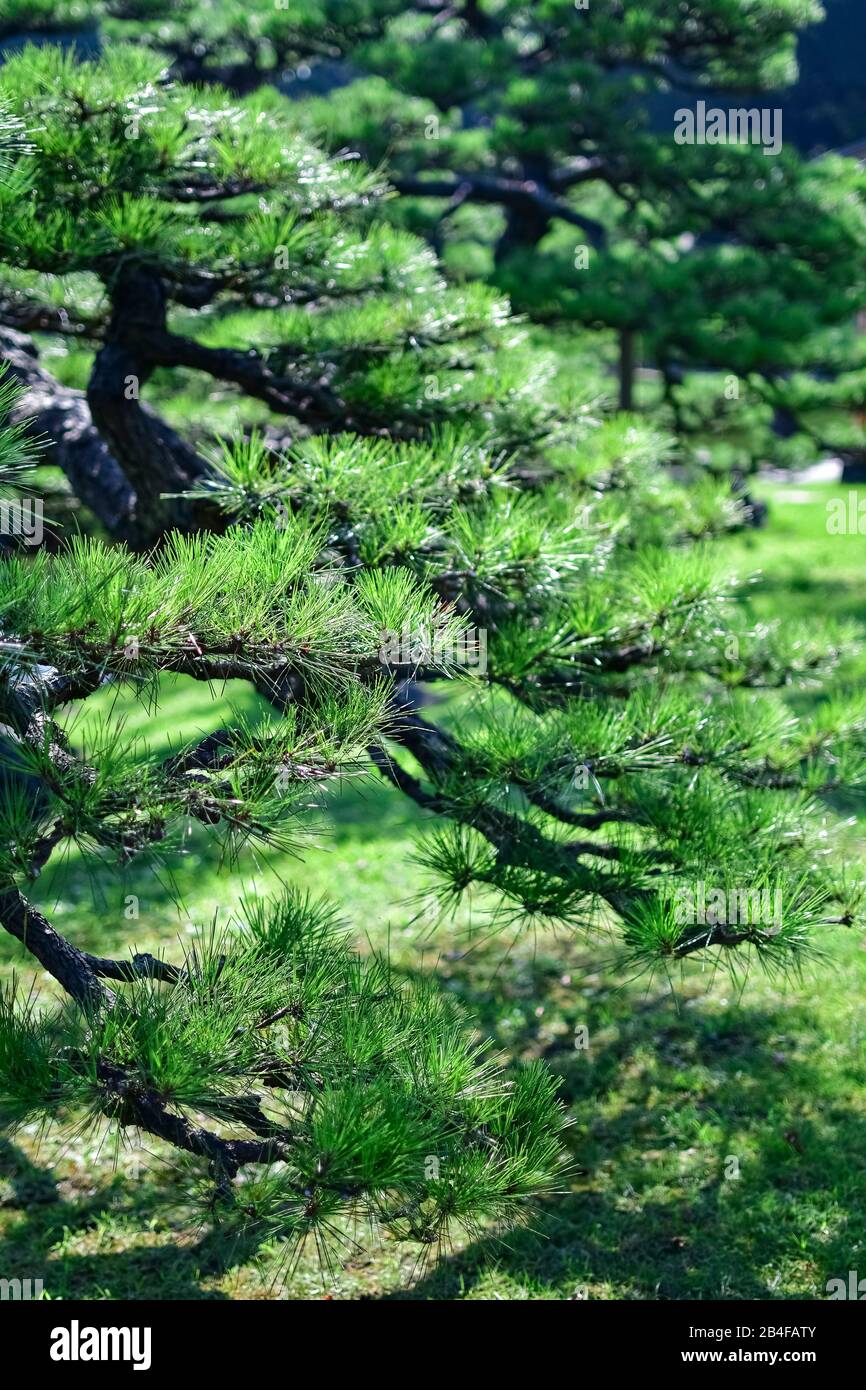 Japanese fir trees hires stock photography and images Alamy