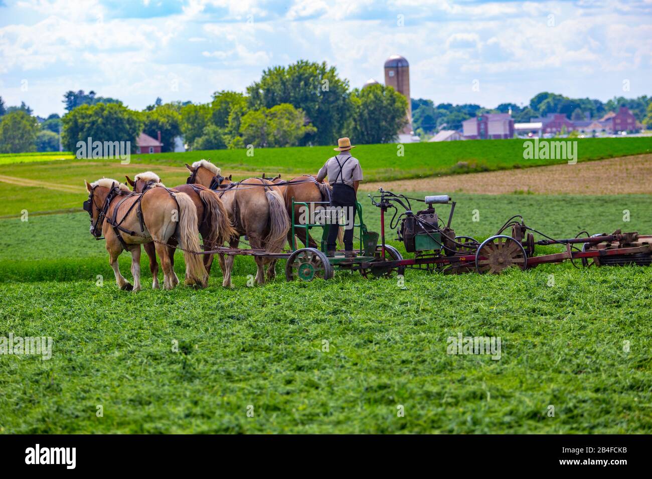 Team of draft horses hi-res stock photography and images - Alamy