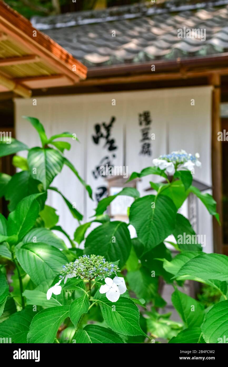 Garden, Arishiyama, Kyoto, Honshu, Japan Stock Photo