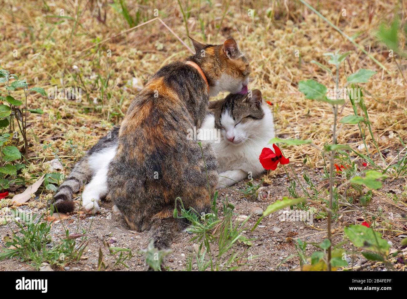 Greek cats at the extensive grooming hires stock photography and
