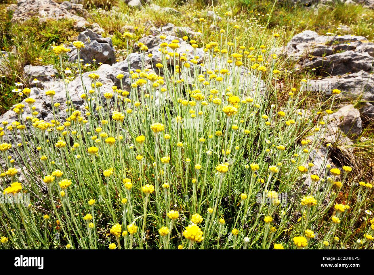 yellow cat paw, Antennaria, vegetation in Greece Stock Photo