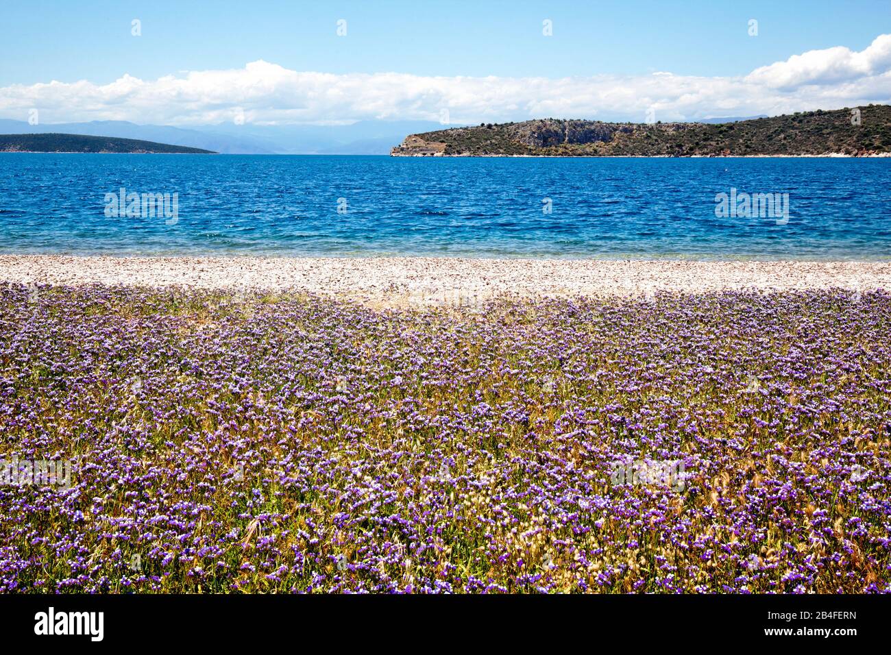 Beach lilac covers a beach in the Argolic Gulf, limonium, peninsula Peloponnese, Greece Stock Photo