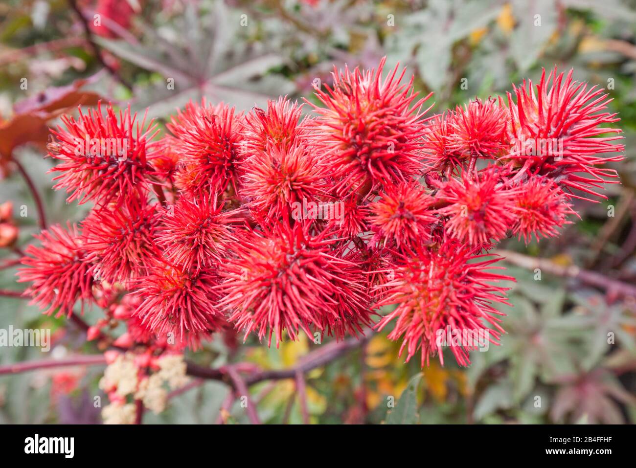 Castor castoroil plant, blossom of the poisonous plant of the year