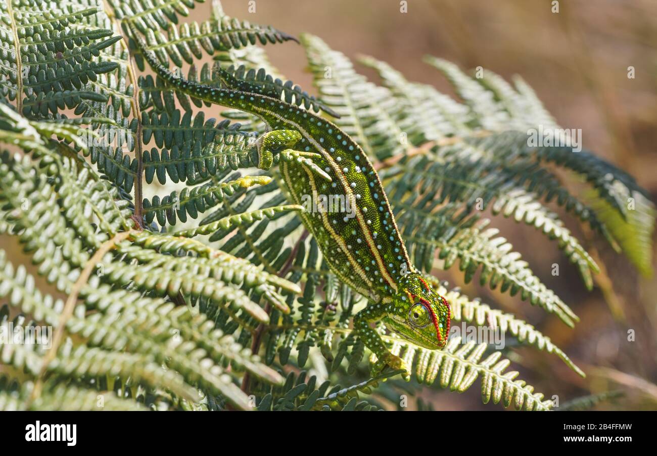 Tiny Jewelled Campan chameleon - Furcifer campani - walks on green fern leaves lit by sun. Most Chameleons are endemic to Madagascar and can be seen i Stock Photo