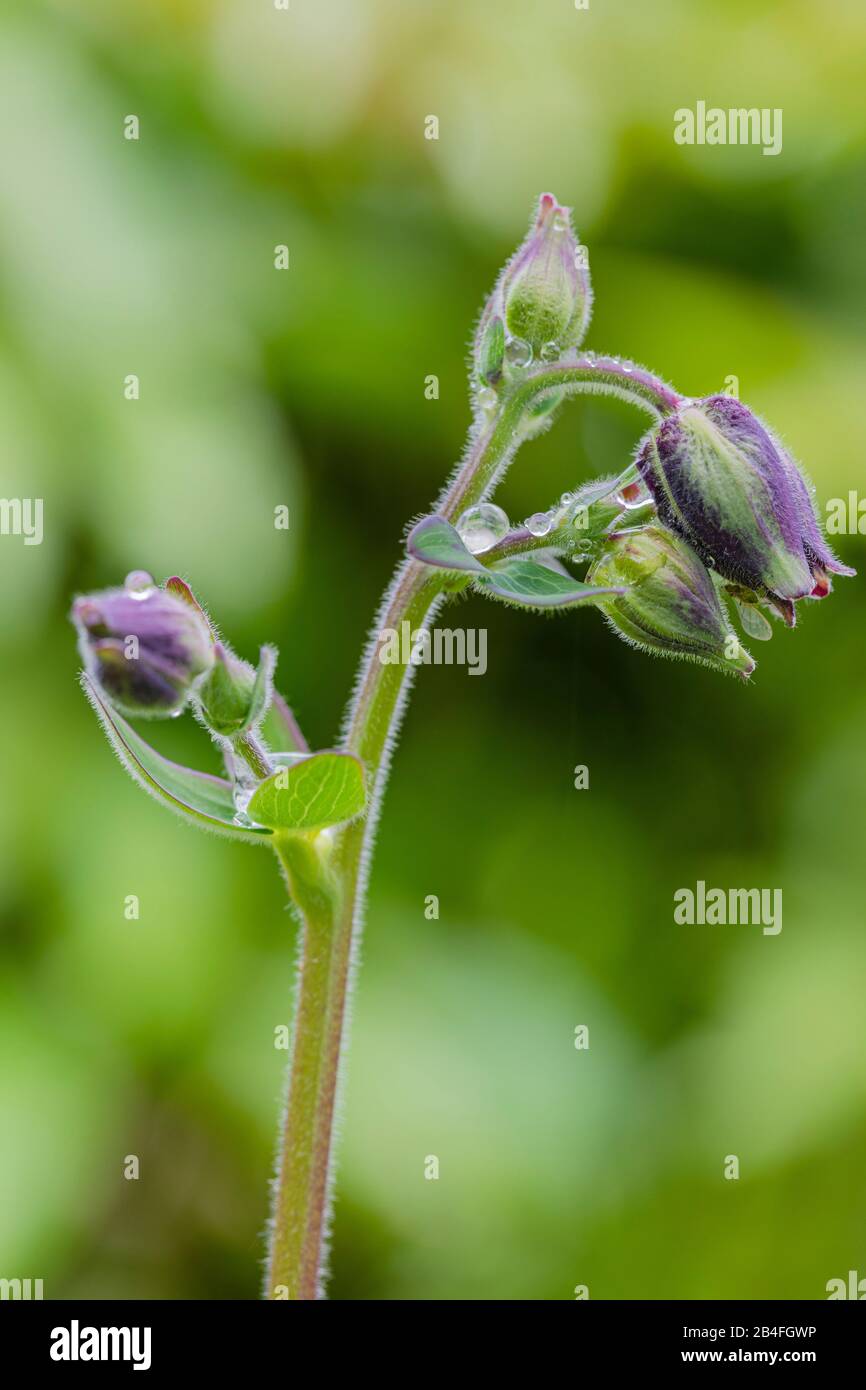 Aquilegia vulgaris hybrid 'Black Barlow', columbine in the bud, spring Stock Photo