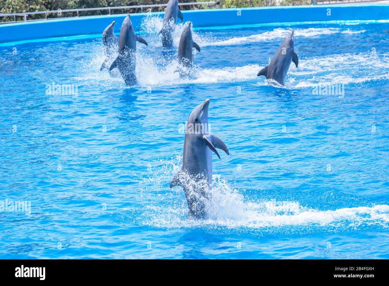Dolphins show, Oceanographic, City of Arts and Sciences, Valencia, Comunidad Autonoma de Valencia, Spain Stock Photo