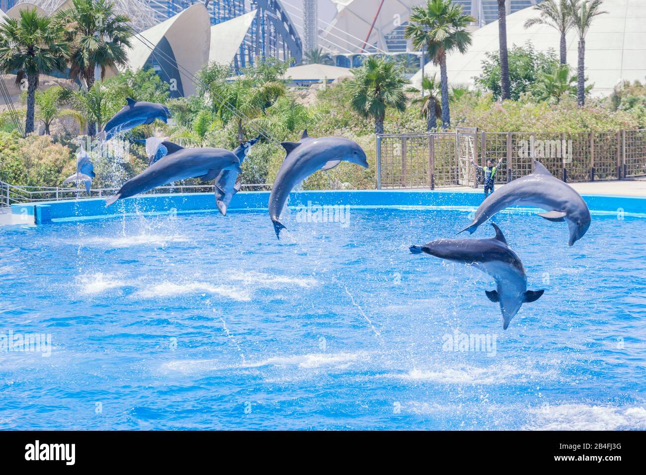Dolphins show, Oceanographic, City of Arts and Sciences, Valencia, Comunidad Autonoma de Valencia, Spain Stock Photo
