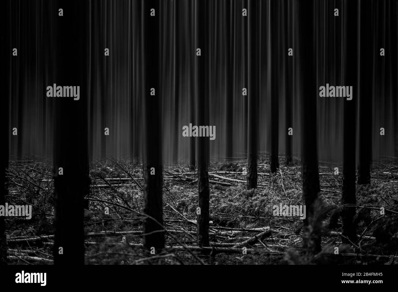 Plants forest floor Black and White Stock Photos & Images - Alamy