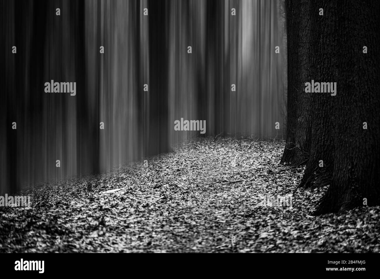 Forest in Winter with Surreal edited of trees Stock Photo