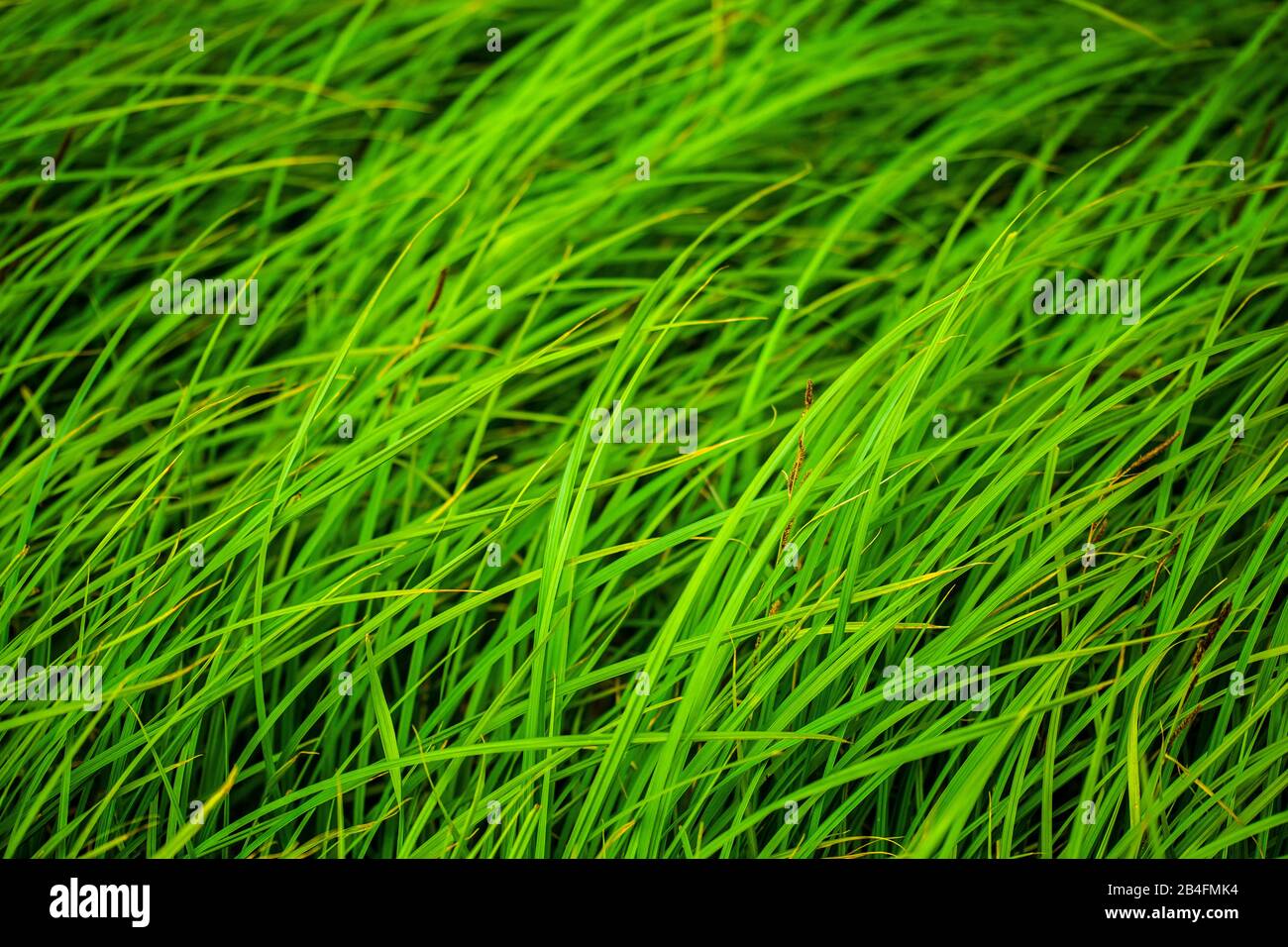 wild grass in the summer Stock Photo