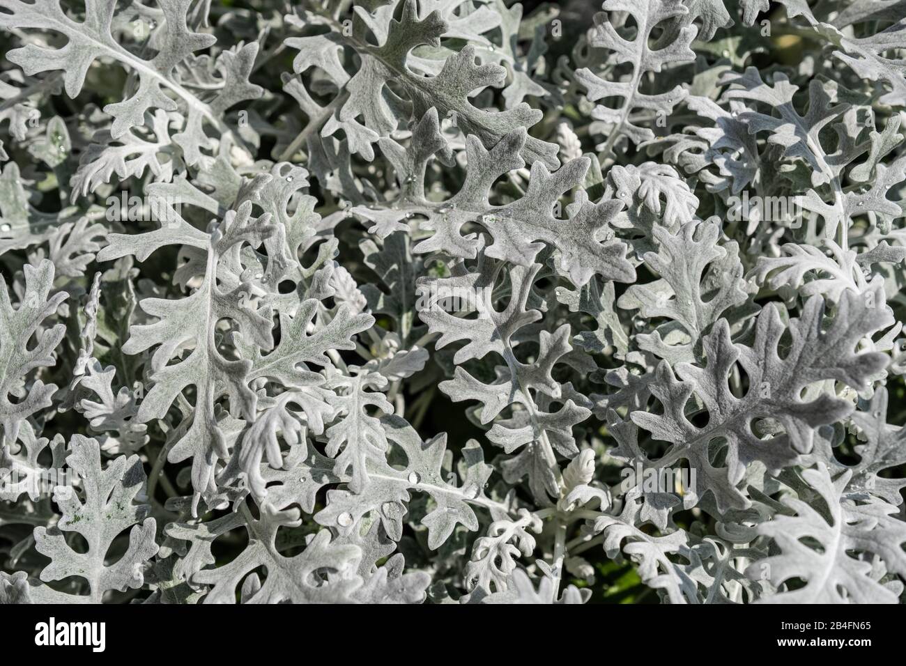 Many Gray soft leaves of centaurea cineraria in the garden. Floral pattern. Stock Photo