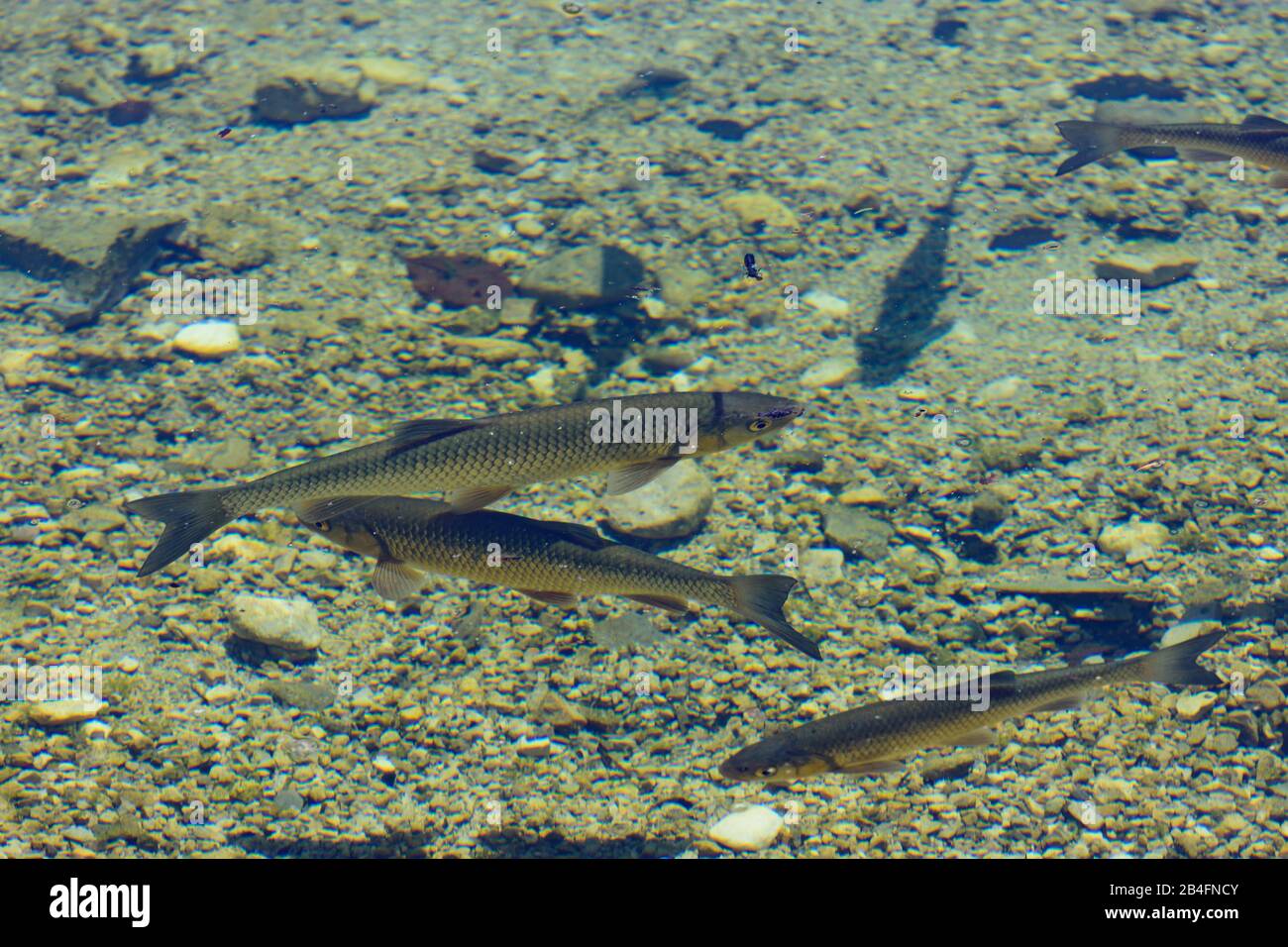 Grundlsee, fish Seelaube (Danube bleak, Alburnus chalcoides) in lake Toplitzsee (Lake Toplitz) in Ausseerland-Salzkammergut, Steiermark, Styria, Austria Stock Photo