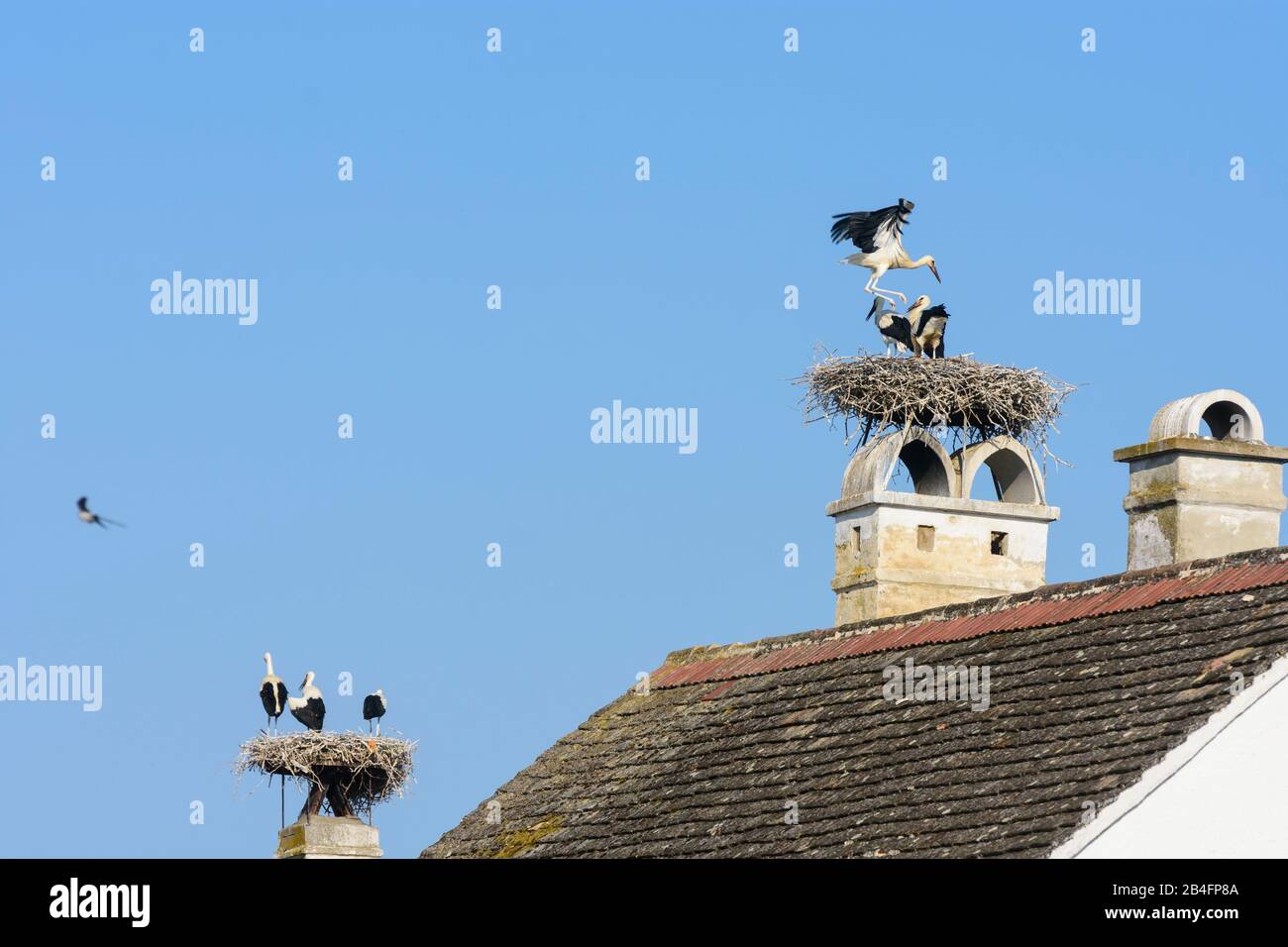 Rust, nest of white stork (Ciconia ciconia), juvenile storks waiting at nest and doing flight training, house roof, chimney in Neusiedler See (Lake Neusiedl), Burgenland, Austria Stock Photo