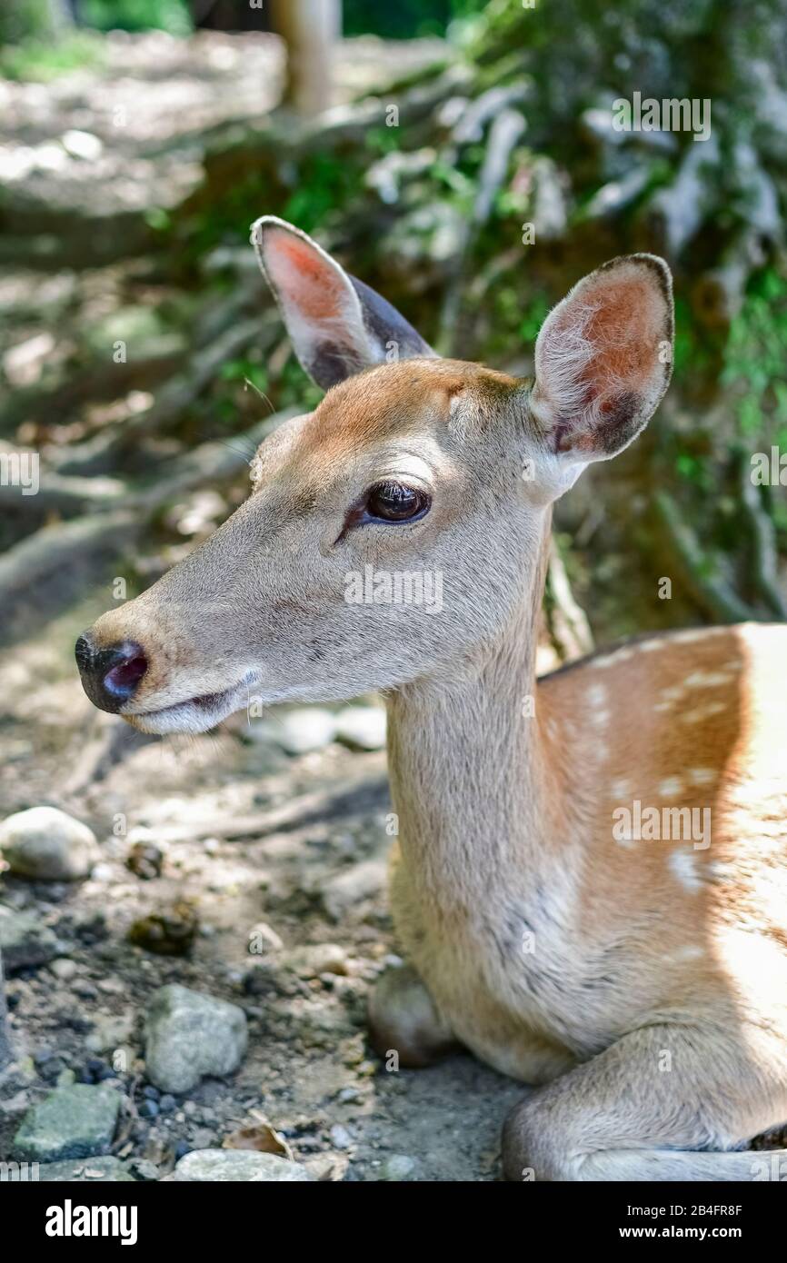 Resting deer in Nara Park, Nara, Honshu, Japan Stock Photo