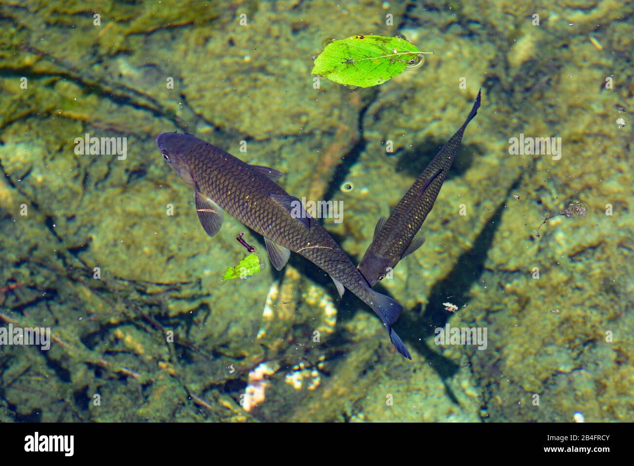 Grundlsee, fish Seelaube (Danube bleak, Alburnus chalcoides) in lake Toplitzsee (Lake Toplitz) in Ausseerland-Salzkammergut, Steiermark, Styria, Austria Stock Photo