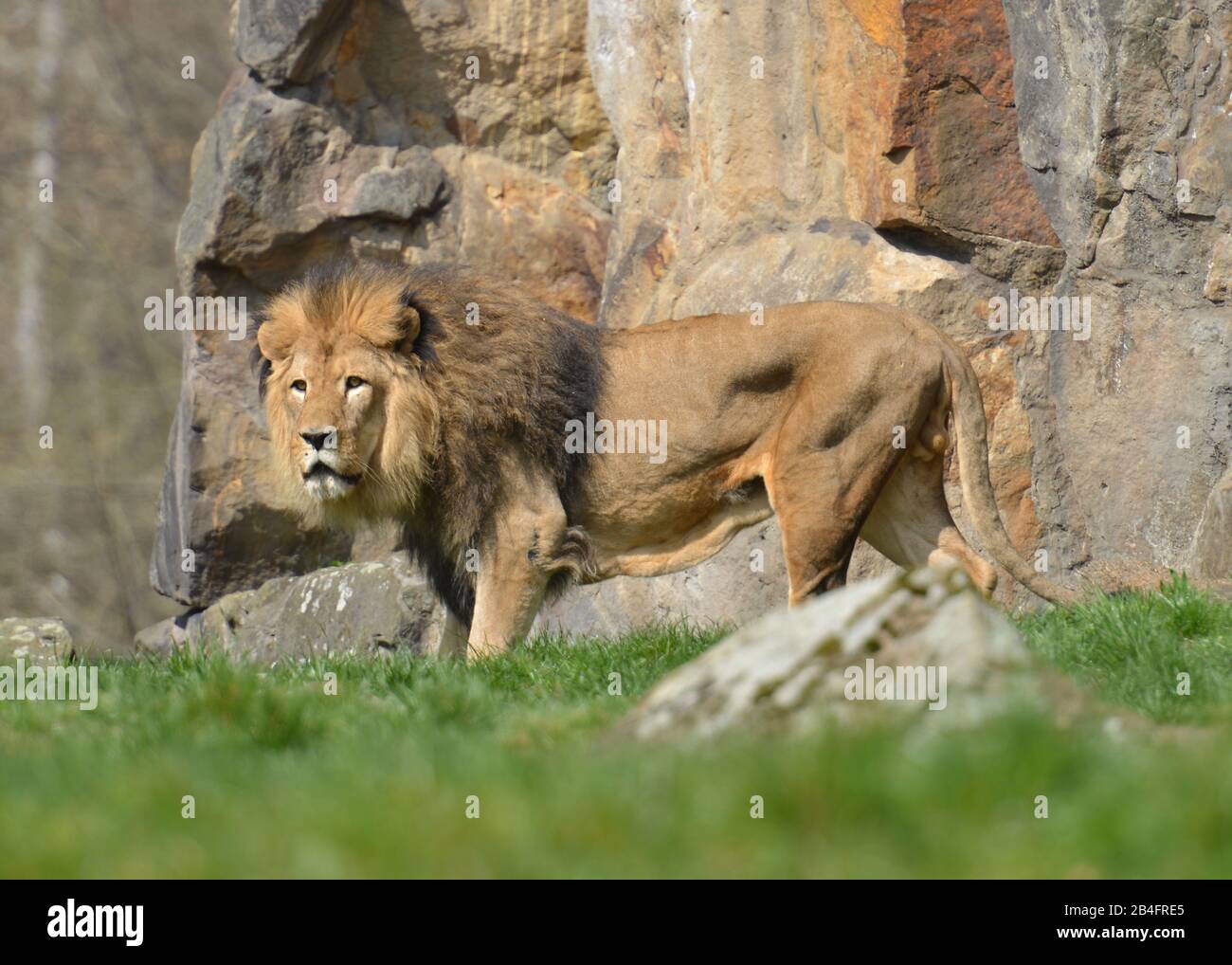 Afrikanischer Loewe (Panthera leo), Zoologischer Garten, Tiergarten, Berlin Stock Photo