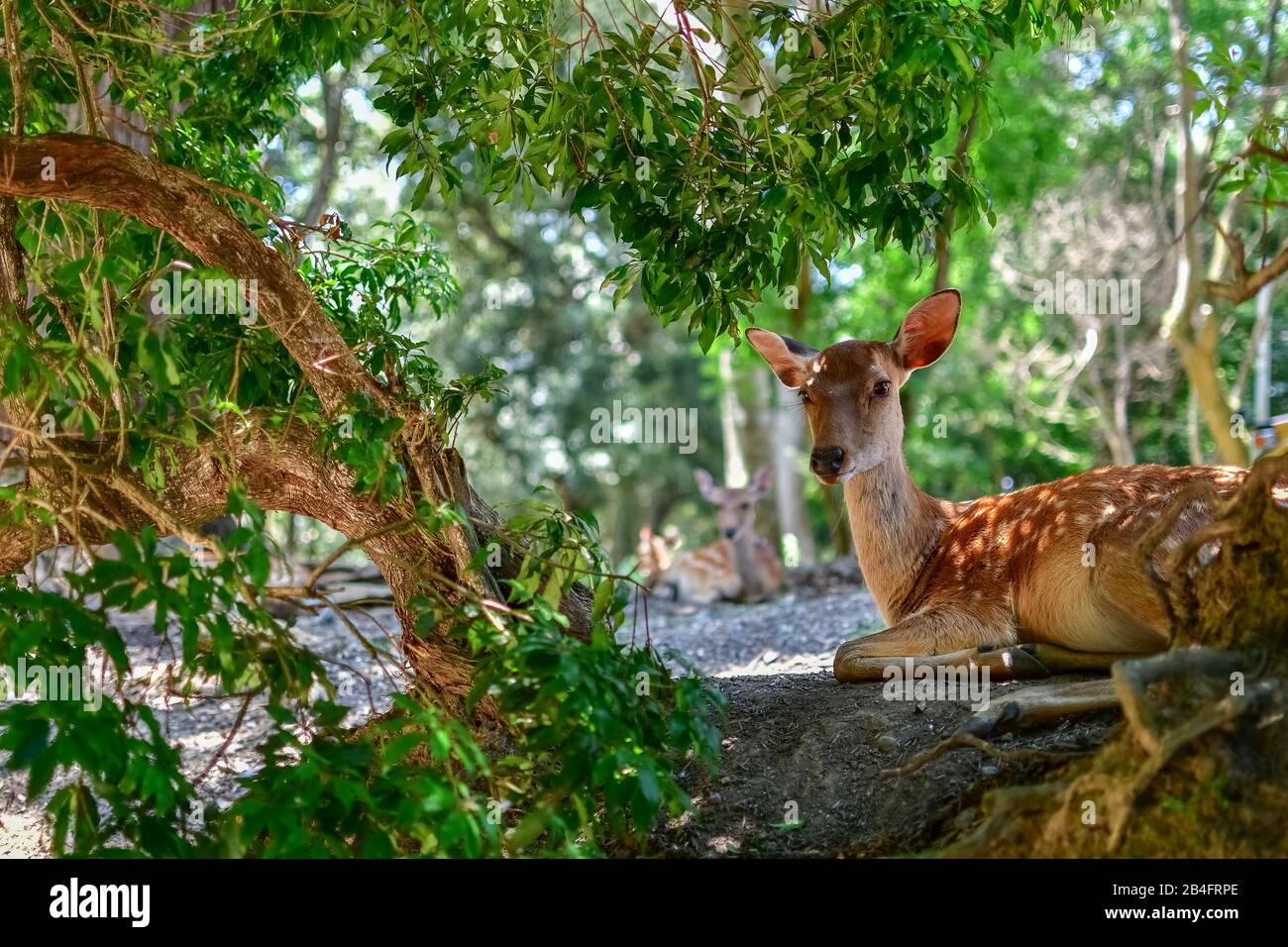 Resting deer in Nara Park, Nara, Honshu, Japan Stock Photo