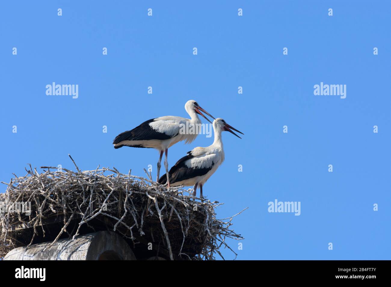 Rust, nest of white stork (Ciconia ciconia), juvenile storks waiting at nest, house roof, chimney in Neusiedler See (Lake Neusiedl), Burgenland, Austria Stock Photo