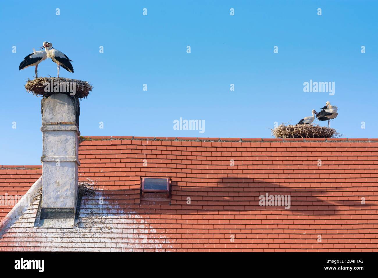 Rust, nest of white stork (Ciconia ciconia), juvenile storks waiting at nest, Town Hall roof in Neusiedler See (Lake Neusiedl), Burgenland, Austria Stock Photo