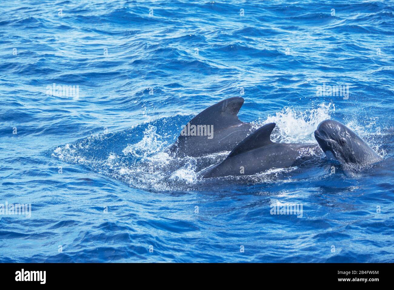Pilot whales (Globicephala melas) family swimming together in the strait of Gibraltar,  Andalusia, Spain, Europe Stock Photo