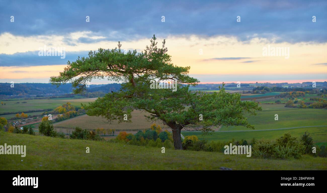 Scots pine, Pinus sylvestris at sunset, tree Stock Photo