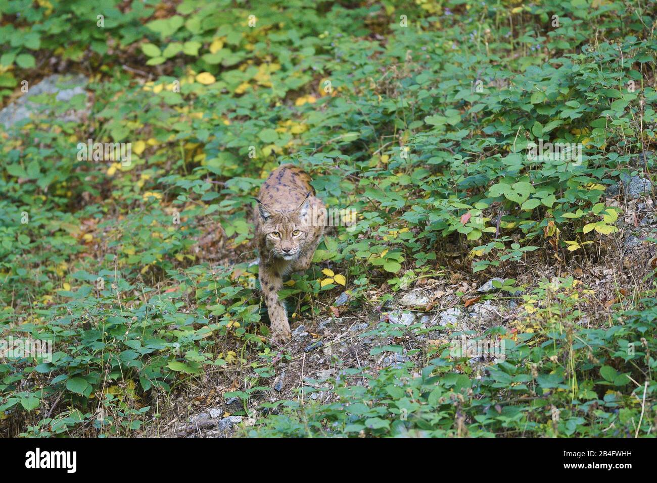 Eurasian Lynx, Lynx lynx, frontal, walking, view, camera, Bavarian Forest, Bavaria, Germany, Europe Stock Photo