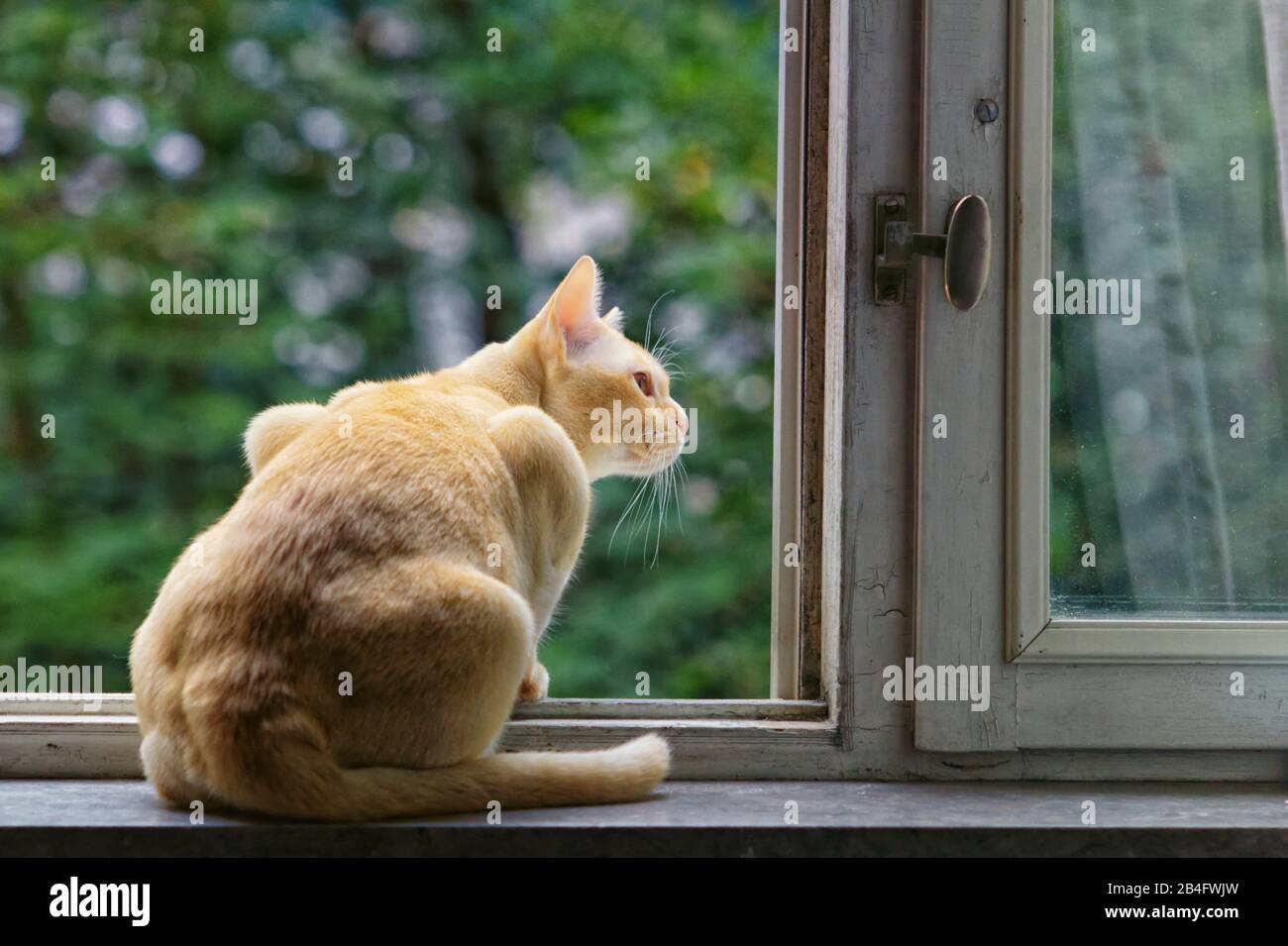 Cat waiting outside hires stock photography and images Alamy