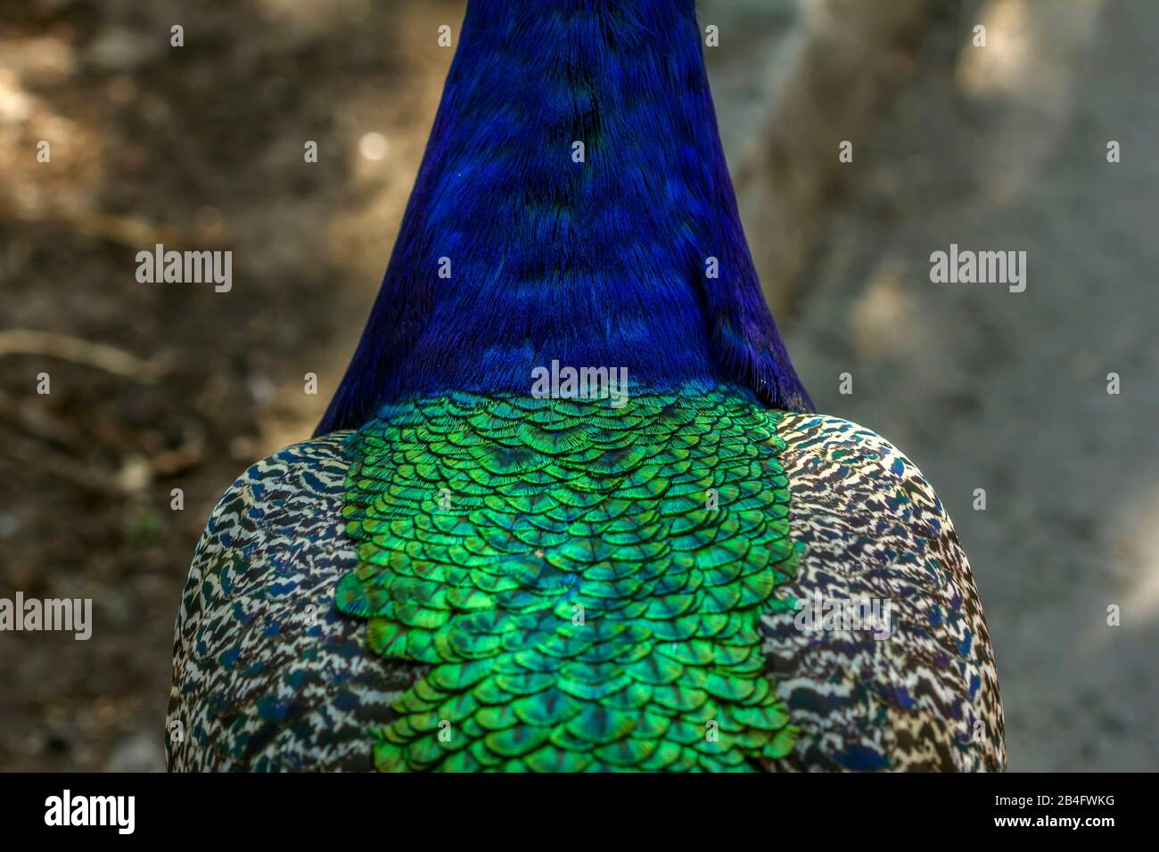Colorful peacock feathers in close up Stock Photo - Alamy