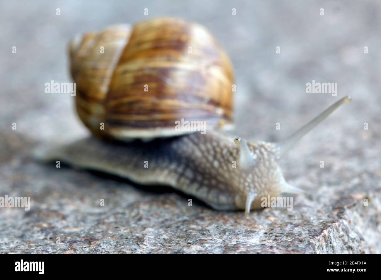 Slowly moving snail on grey flagstone Stock Photo