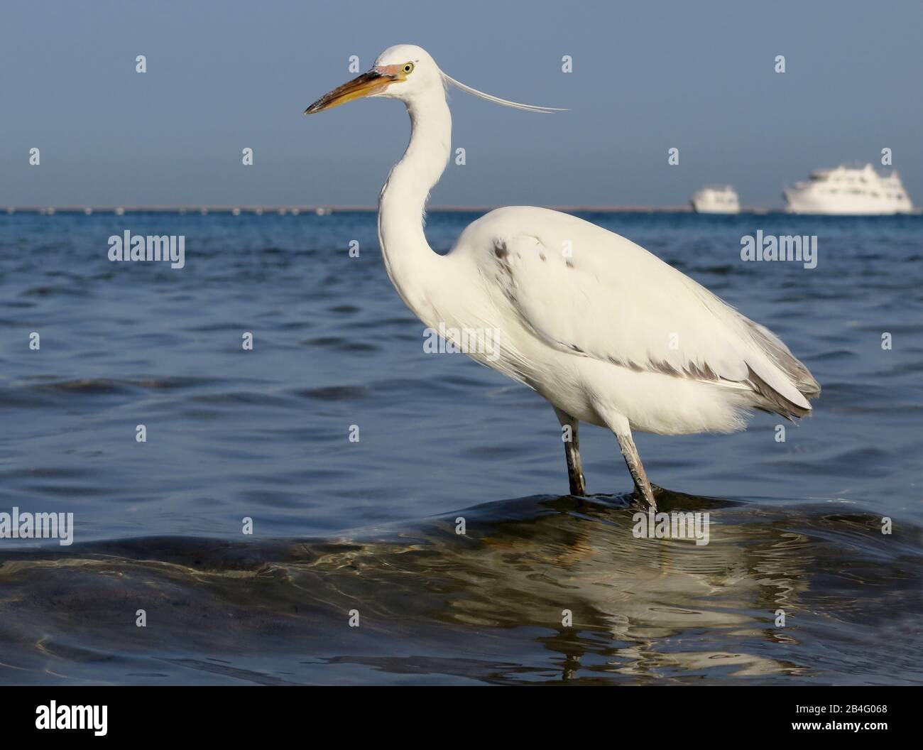 Ibis Threskiornithinae Hurghada Aegypten Agypten Stock Photo Alamy