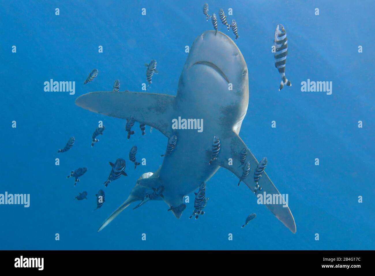 Weißspitzen-Hochseehai (Carcharhinus longimanus), Brother Islands, Rotes Meer, Aegypten / Ägypten Stock Photo