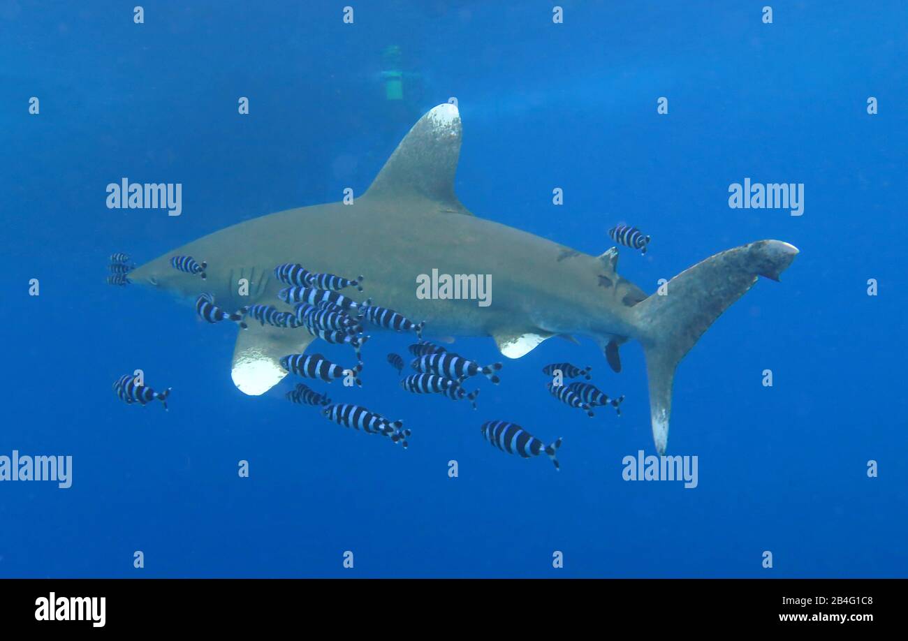 Weißspitzen-Hochseehai (Carcharhinus longimanus), Brother Islands, Rotes Meer, Aegypten / Ägypten Stock Photo